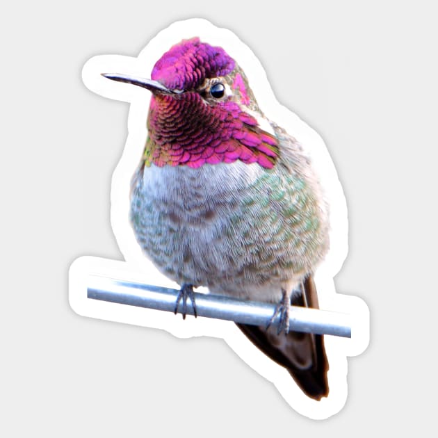 Anna's Hummingbird Photo Sticker by DeniseBruchmanPhotography
